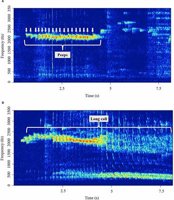 Effects of Chronic and Acute Intranasal Oxytocin Treatments on Temporary Social Separation in Adult Titi Monkeys (Plecturocebus cupreus)